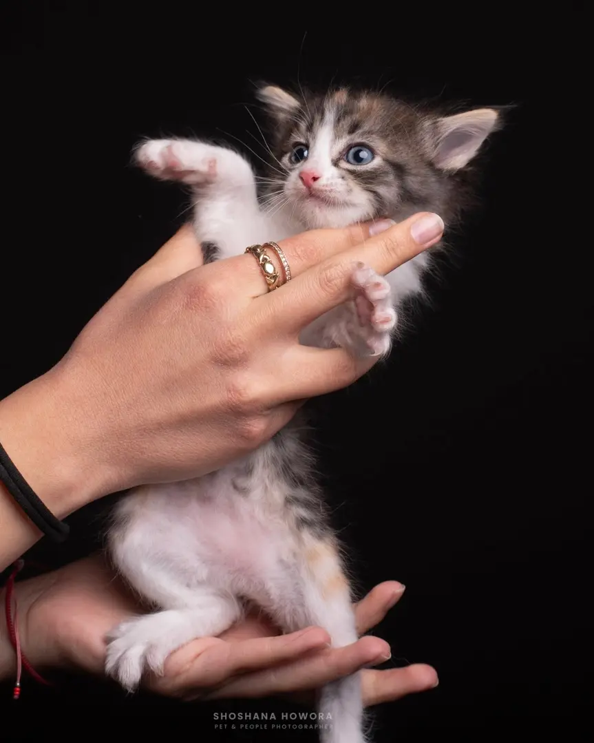 Imagen-mascota