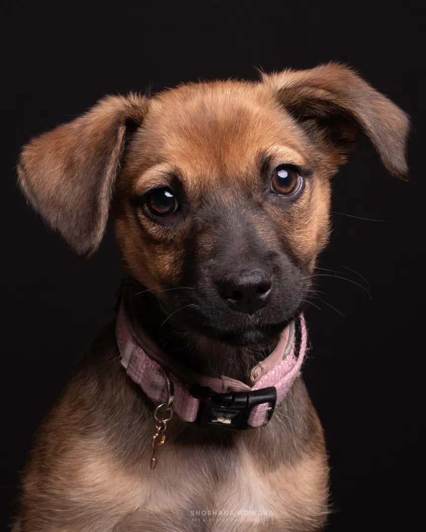 Imagen-mascota