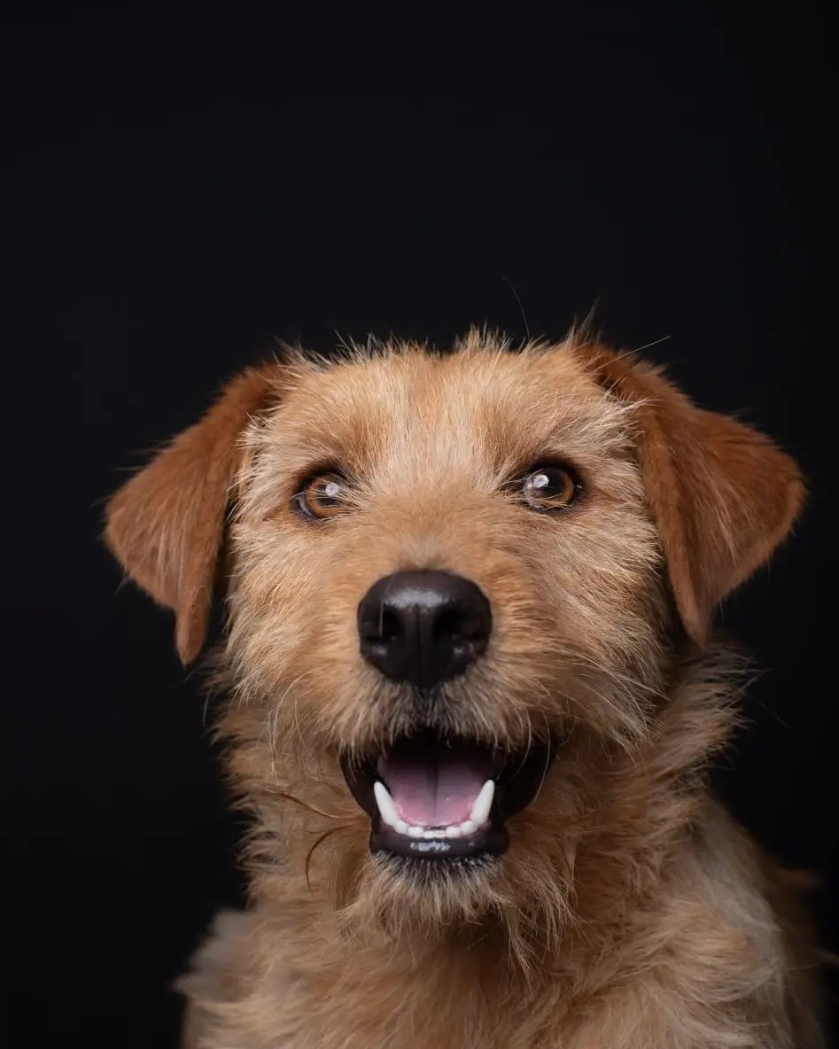 Imagen-mascota